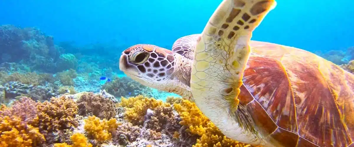 Gili Snorkeling Tour
