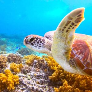 Gili Snorkeling Tour