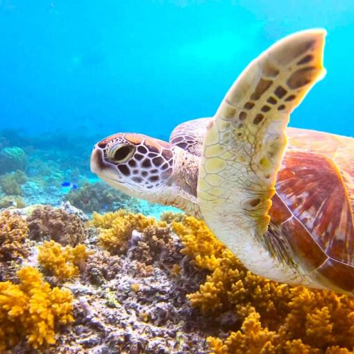 Gili Snorkeling Tour