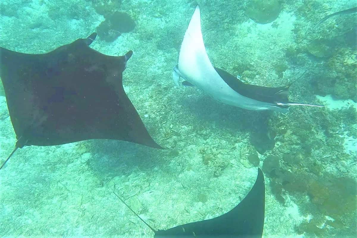 Komodo Island Day Tour