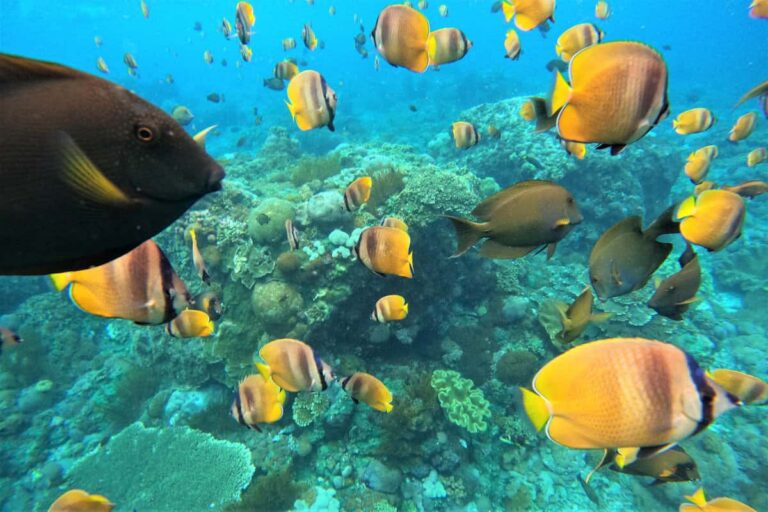 Nusa Lembongan Manta Ray Snorkeling