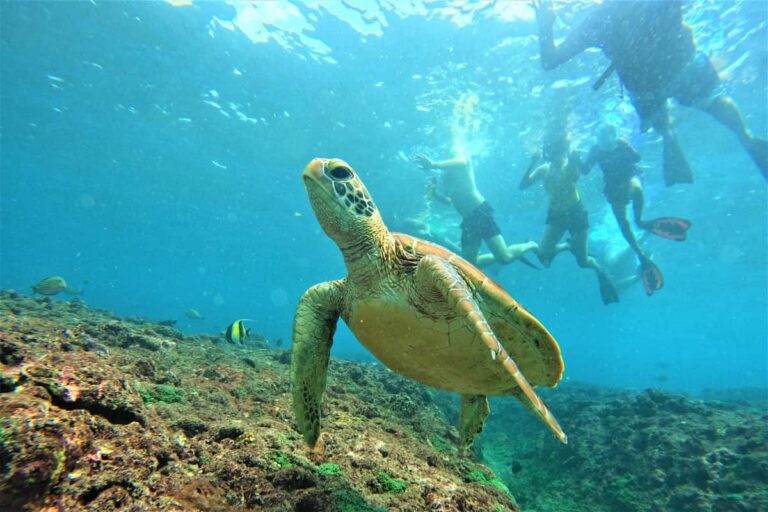 Nusa Penida Manta Ray Snorkeling