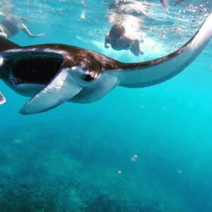 Nusa Penida Manta Ray Snorkeling