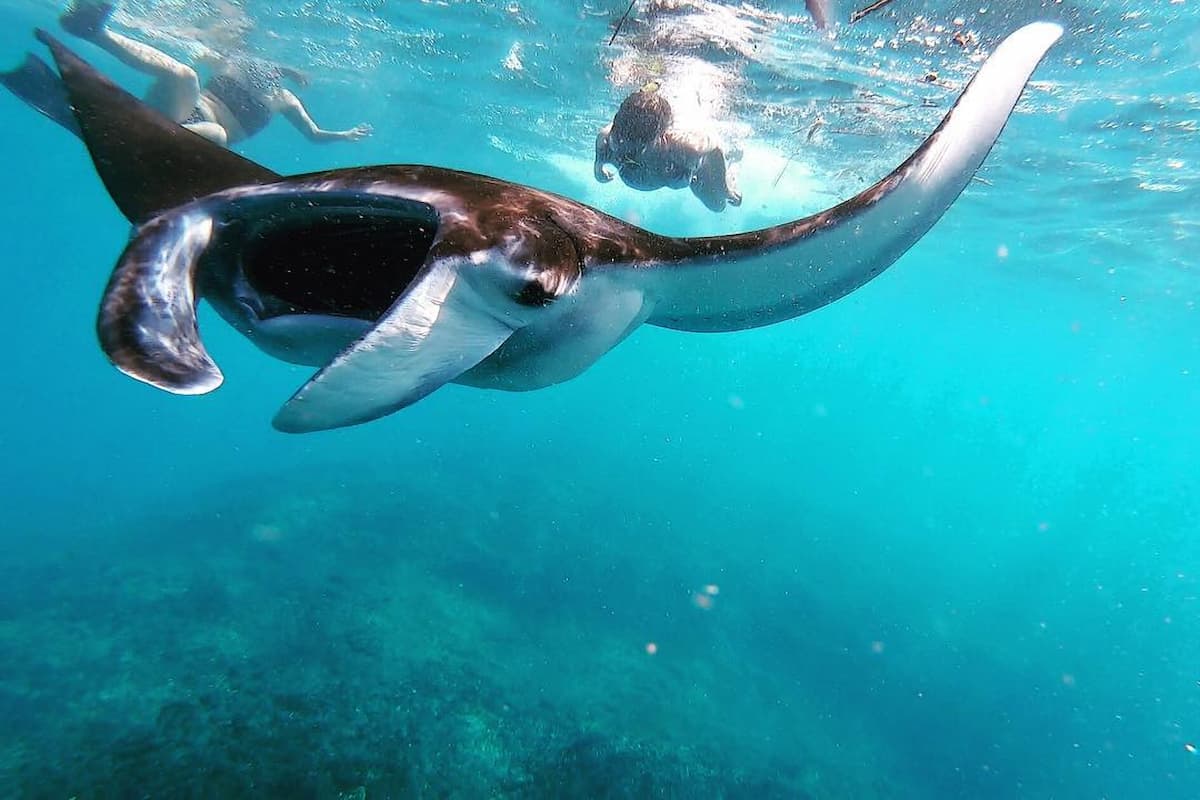 Nusa Penida Manta Ray Snorkeling