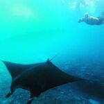 Nusa Penida Manta Ray Snorkeling