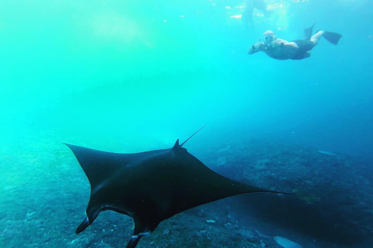 Nusa Penida Manta Ray Snorkeling