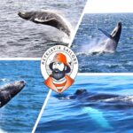 Iceland Whale Watching Tour