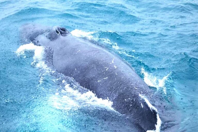 Iceland Whale Watching Tour