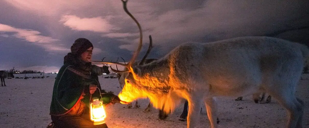 Tromso Reindeer Sledding