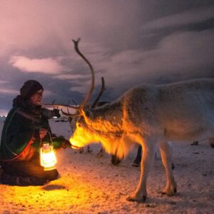 Tromso Reindeer Sledding