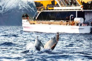 Tromsø Whale Watching Tour