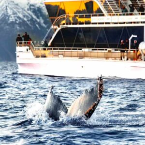Tromsø Whale Watching Tour