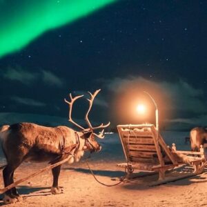 Tromso Reindeer Sledding