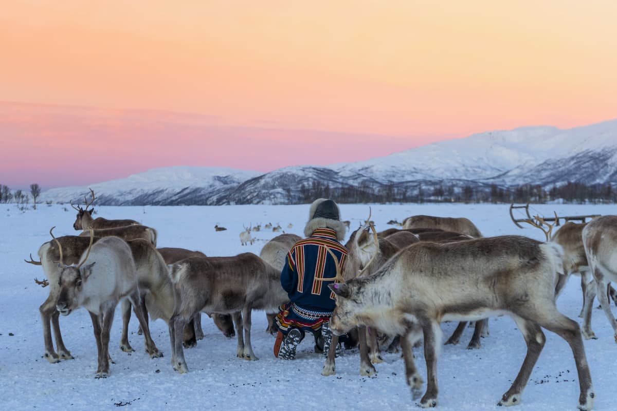 Tromsø Reindeer Tour