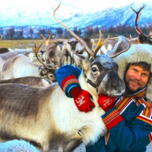 Tromsø Reindeer Tour