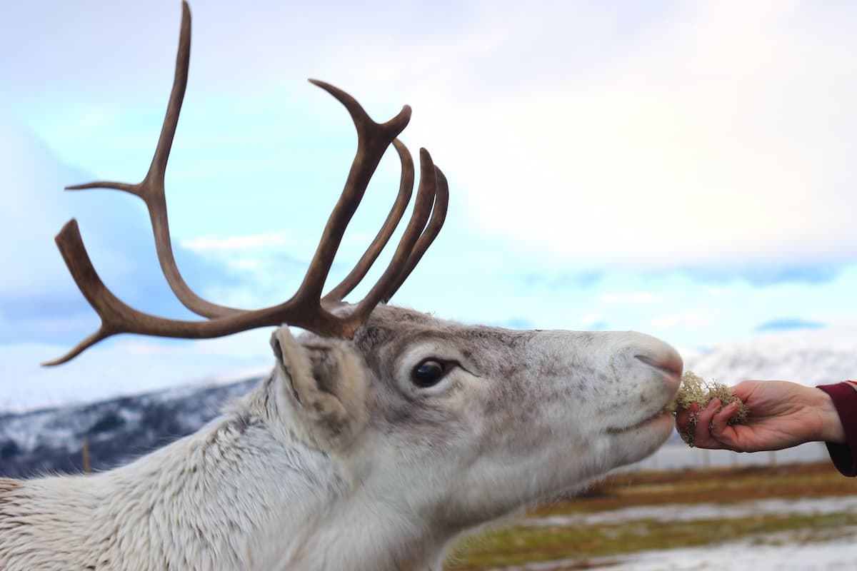 Tromsø Reindeer Tour