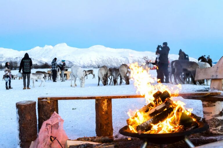 Tromsø Reindeer Tour