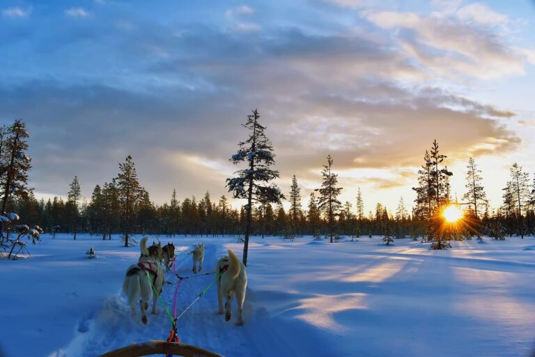 Rovaniemi Husky Safari