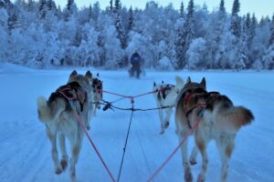 Rovaniemi Husky Safari