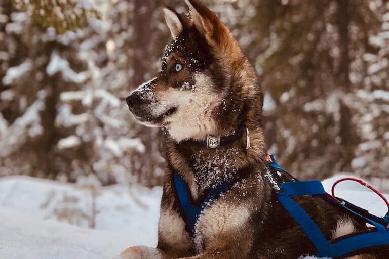 Rovaniemi Husky Safari