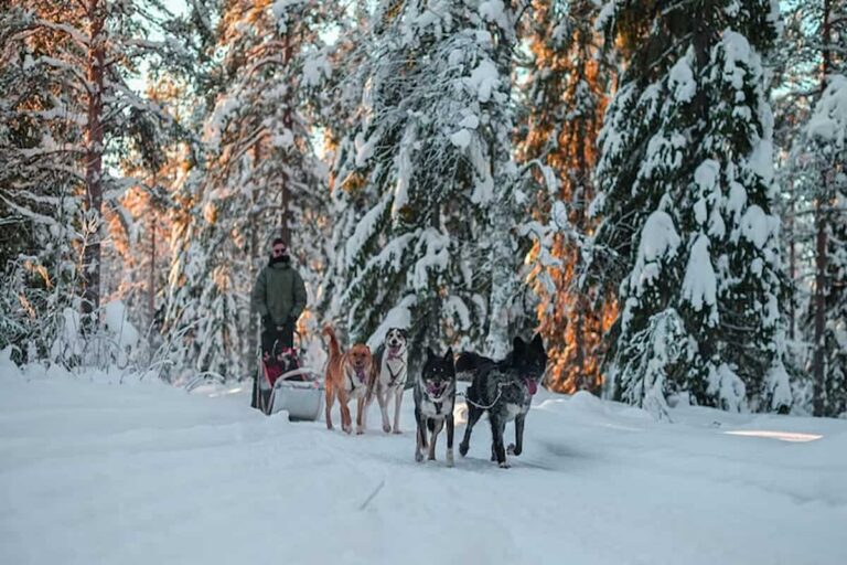 Rovaniemi Husky Safari