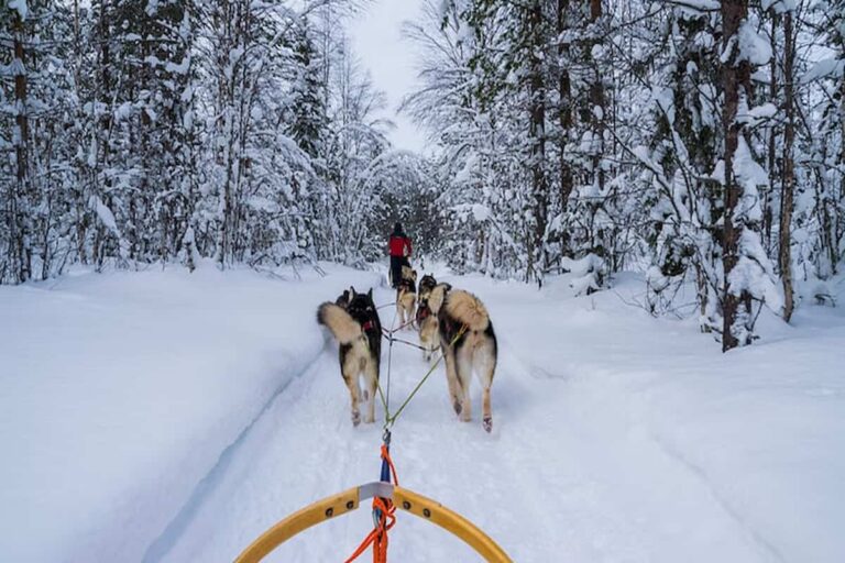 Rovaniemi Husky Safari