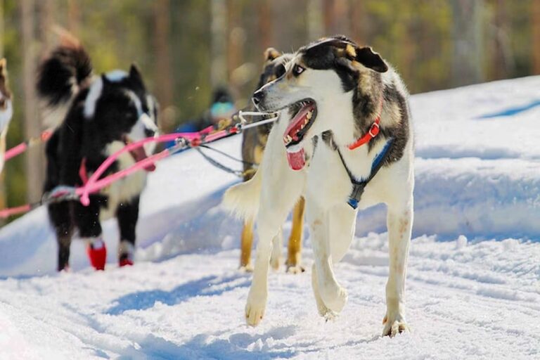 Rovaniemi Husky Safari