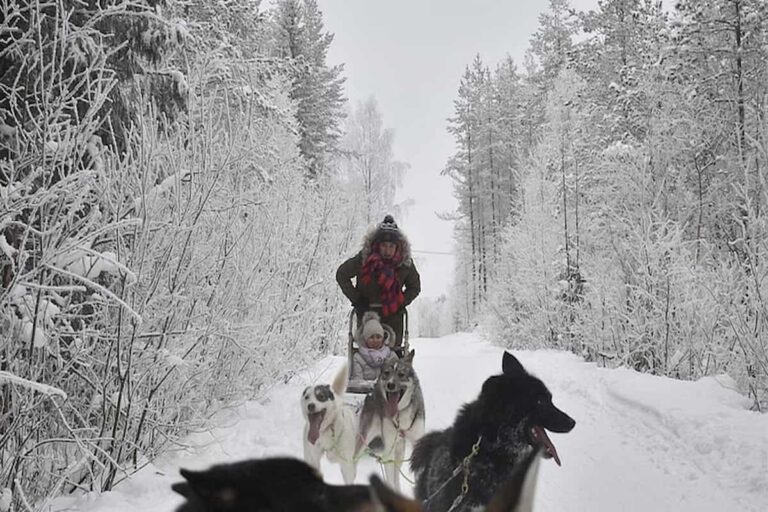 Rovaniemi Husky Safari