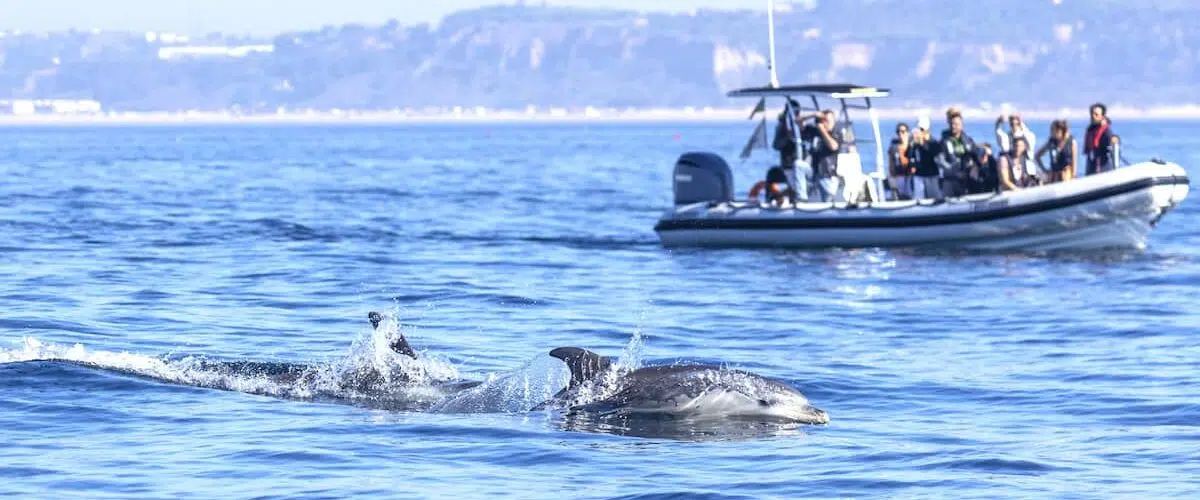 Lisbon Dolphin Watching