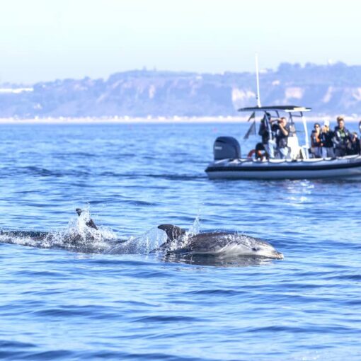Lisbon Dolphin Watching