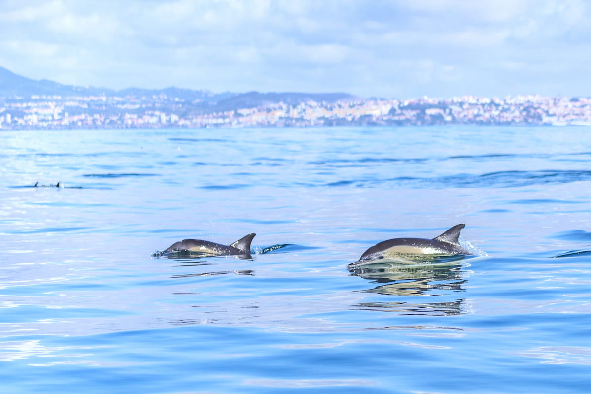 Lisbon Dolphin Watching