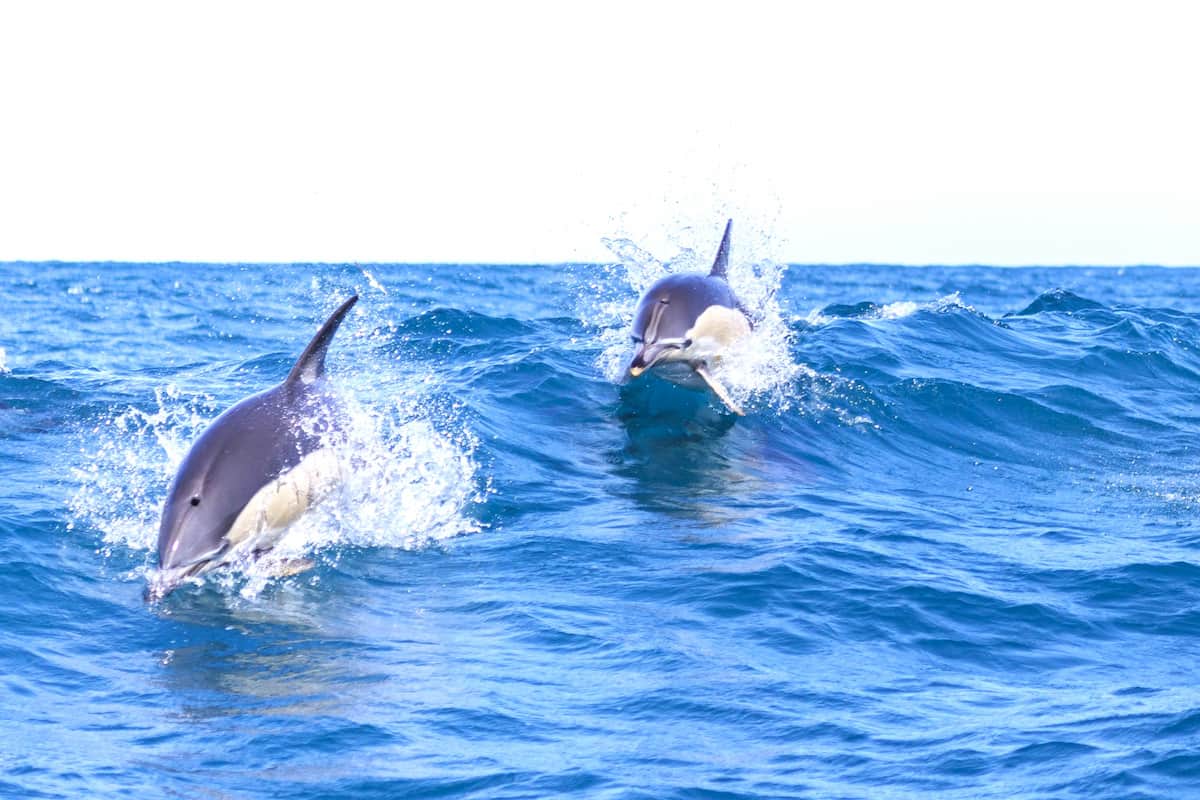 Lisbon Dolphin Watching