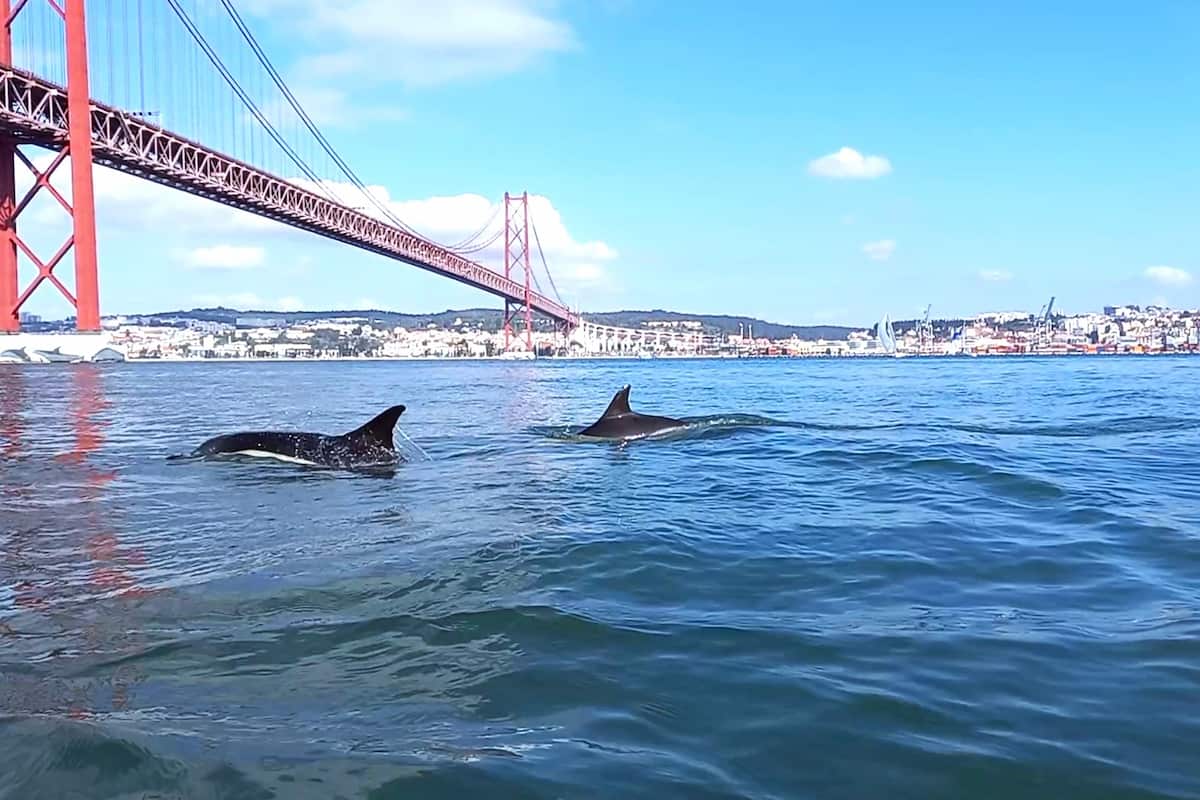 Lisbon Dolphin Watching