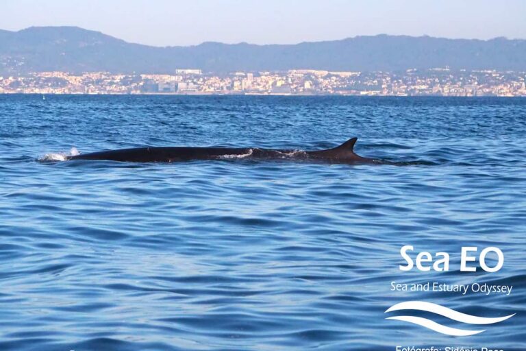 Lisbon Dolphin Watching
