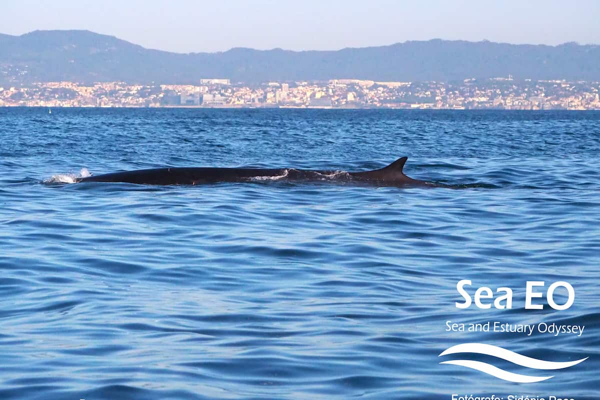 Lisbon Dolphin Watching