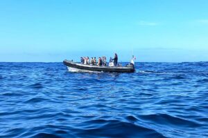 Lisbon Dolphin Watching