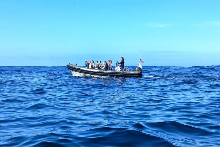Lisbon Dolphin Watching