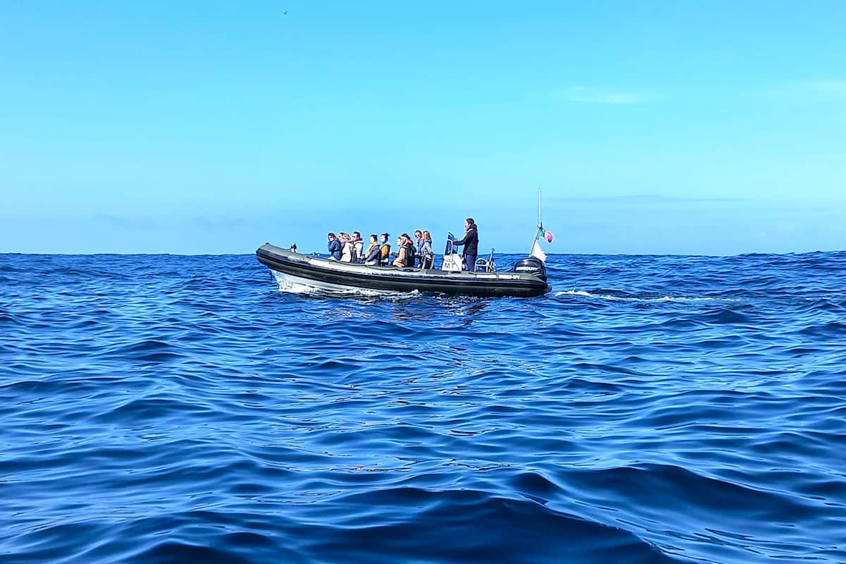 Lisbon Dolphin Watching