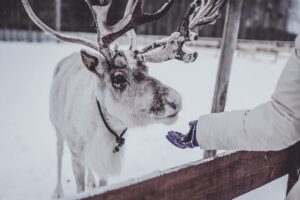 Rovaniemi Reindeer Sledding