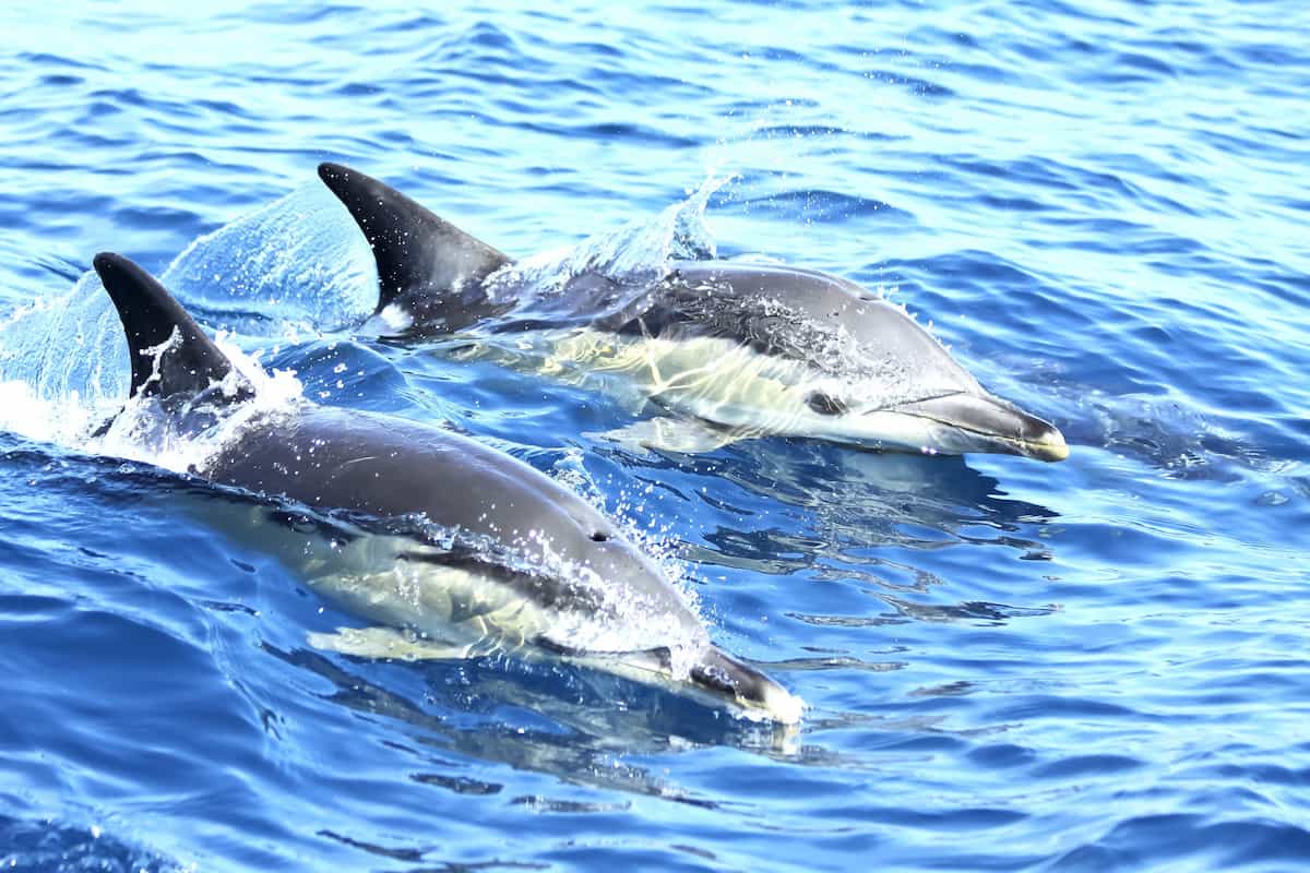 Lisbon Dolphin Watching