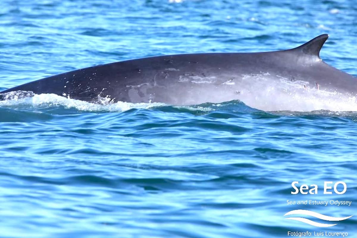 Lisbon Dolphin Watching