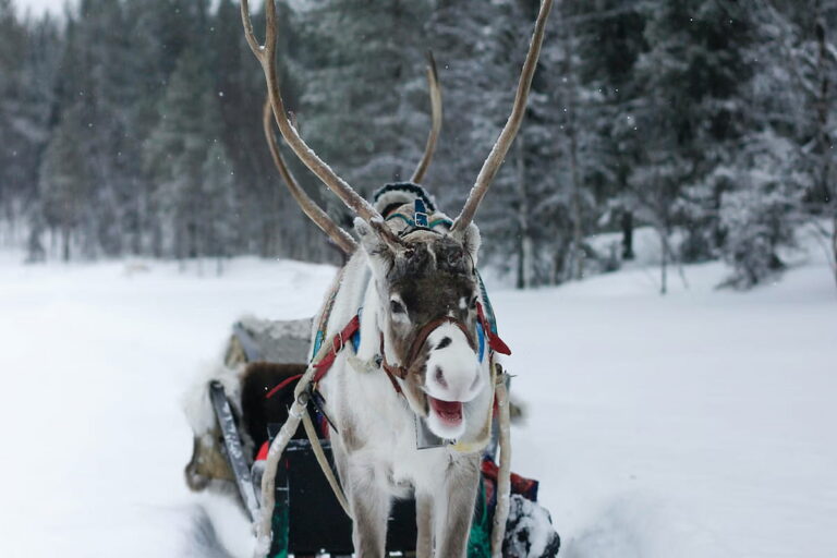 Rovaniemi Reindeer Sledding