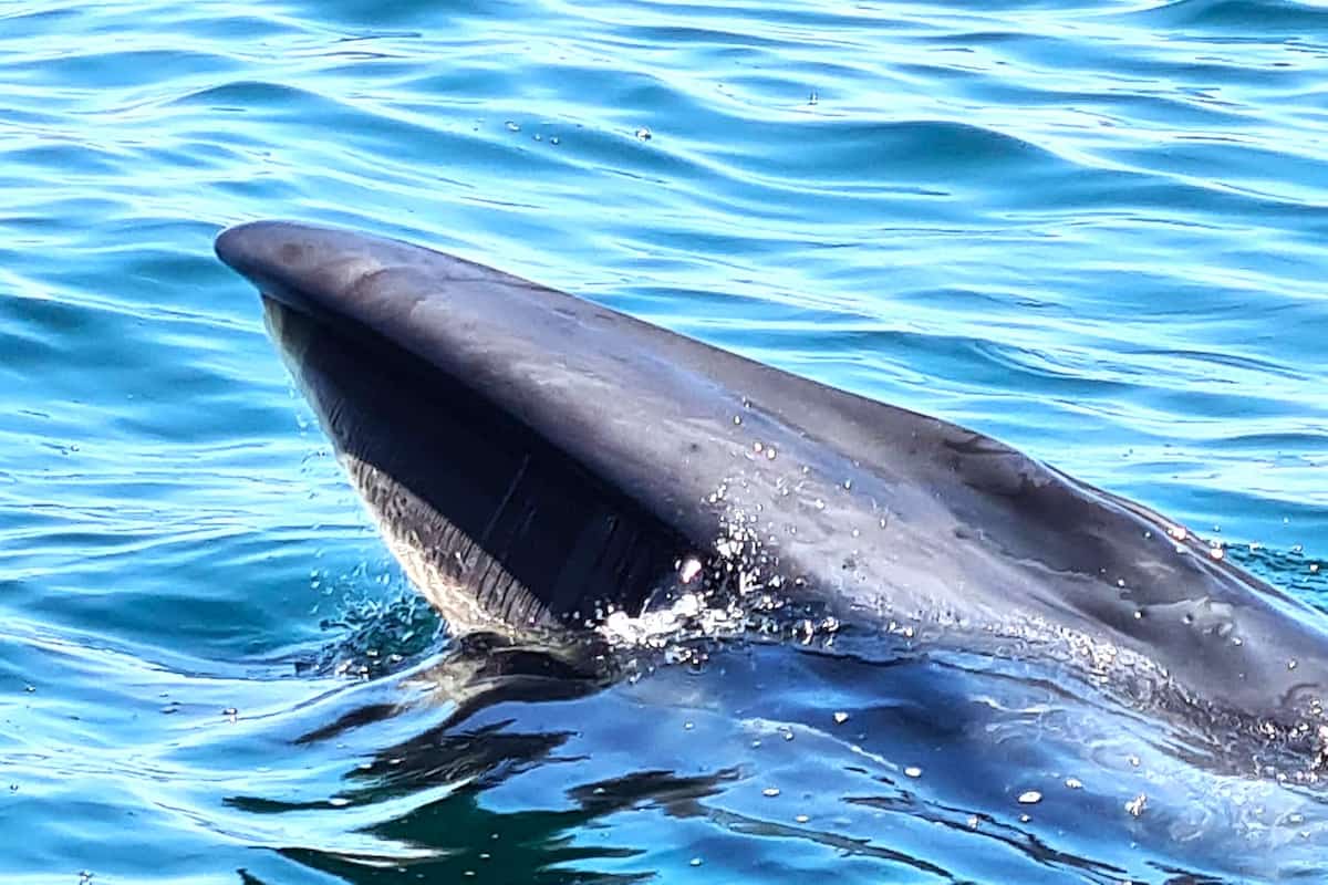 Lisbon Dolphin Watching