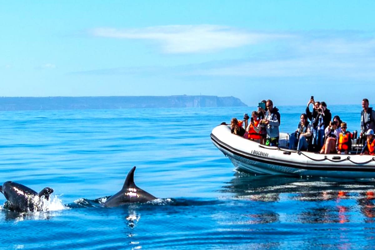 Lisbon Dolphin Watching