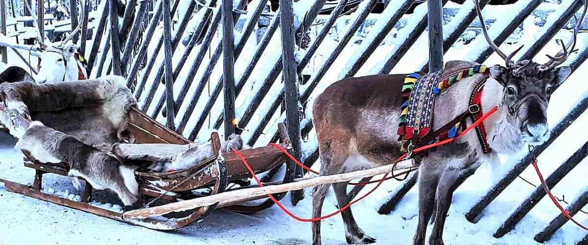 Rovaniemi Reindeer Sledding