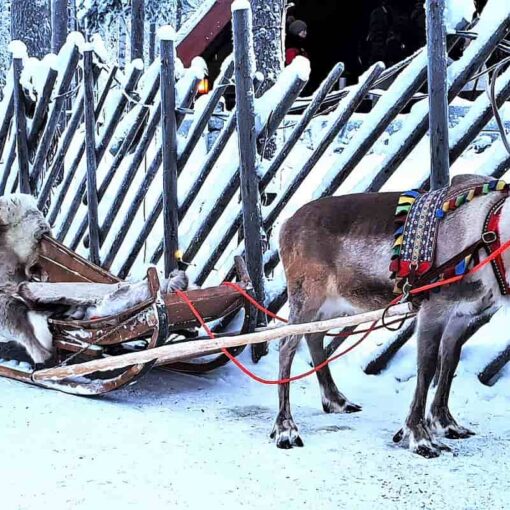 Rovaniemi Reindeer Sledding