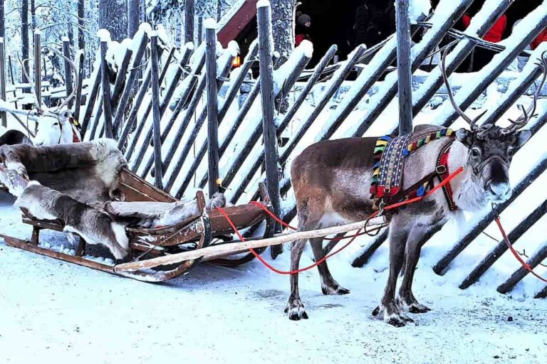 Rovaniemi Reindeer Sledding
