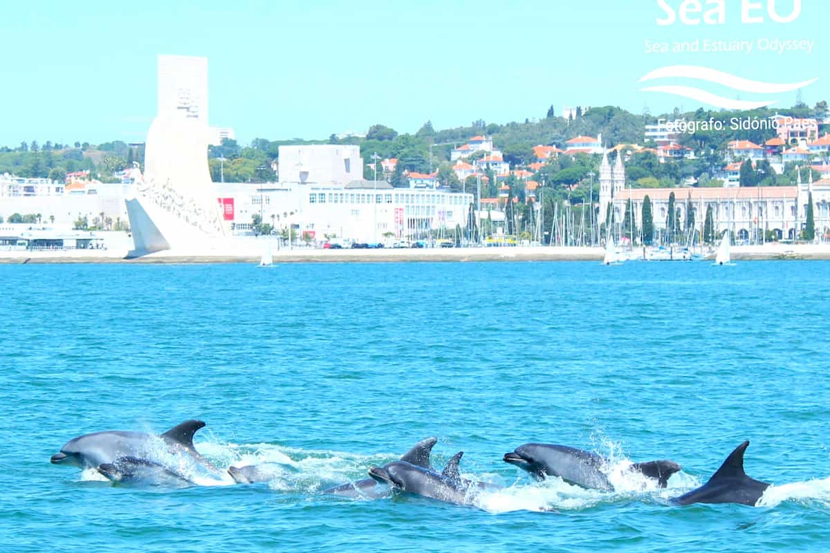 Lisbon Dolphin Watching
