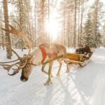 Rovaniemi Reindeer Sledding