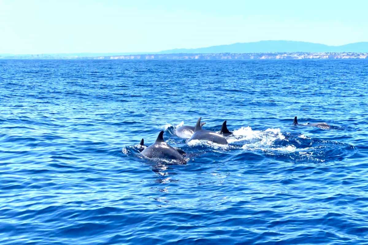 Vilamoura Dolphin Watching